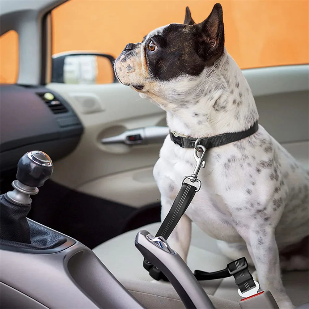Bezpečnostní pás do auta pro psy – Cestujte bezpečně! 🚗